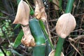 Bamboo, Bamboo branch in bamboo plantation, Bamboo close up