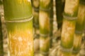 Bamboo(Bambus ventricosa McClu Royalty Free Stock Photo