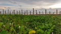 Bamboo on bayah beach with green view