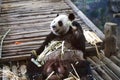 Bamboo bear or a giant panda, Thailand Royalty Free Stock Photo