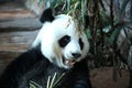 Bamboo bear or a giant panda, Thailand Royalty Free Stock Photo