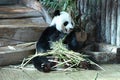 Bamboo bear or a giant panda, Thailand Royalty Free Stock Photo