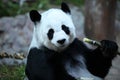 Bamboo bear or a giant panda, Thailand Royalty Free Stock Photo