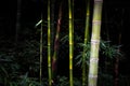 Bamboo in black background