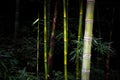 Bamboo in black background Royalty Free Stock Photo