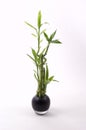 Bamboo in Black Vase Royalty Free Stock Photo