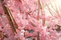 Bamboo Blossoms Pink ribbons intertwined with