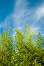 Bamboo with blue sky Royalty Free Stock Photo