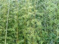 Bamboo bluish-green is an evergreen grass with a woody trunk. Decorative openwork light green crown