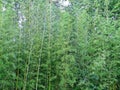 Bamboo bluish-green is an evergreen grass with a woody trunk. Decorative openwork light green crown