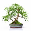 Bamboo Bonsai Tree Macro On White Background