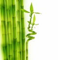 bamboo border Royalty Free Stock Photo