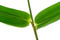 Bamboo(Bougainvillea glabra Choisy)Plant, leaf form and texture Royalty Free Stock Photo