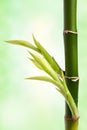 Bamboo branch Royalty Free Stock Photo