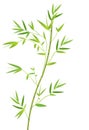 Bamboo branch Royalty Free Stock Photo