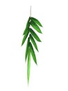 Bamboo branch