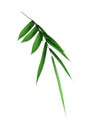 Bamboo branch