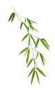 Bamboo branch with leaves on white