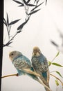 Bamboo branch silhouette and little parrots sitting on a branch Royalty Free Stock Photo