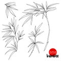 Bamboo branch. Stock line vector illustration botanic flowers. O