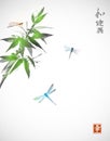 Bamboo branch and three dragonflies Royalty Free Stock Photo