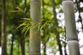 Bamboo branches in sunshine Royalty Free Stock Photo