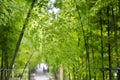 Bamboo branches in sunshine Royalty Free Stock Photo