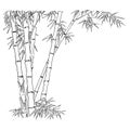 Bamboo branches on the white background