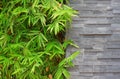 Bamboo and brick wall