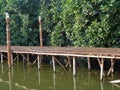A bamboo bridge in the mangrove forest