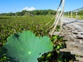 Bamboo bridge through lotus lake with mountain background, blue Royalty Free Stock Photo