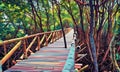 Bamboo bridge through mangroves with lone tree in the middle of the path Royalty Free Stock Photo