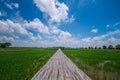 Bamboo bridge in the middle of rice fields and clear skies in Thailand Royalty Free Stock Photo