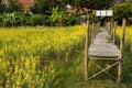 A bamboo bridge over a yellow Crotalaria juncea orchard that blooms Royalty Free Stock Photo