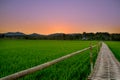 Bamboo bridge in paddy fields, sunset