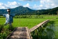 Bamboo bridge and scarecrow on green rice field travel Royalty Free Stock Photo