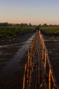 Bamboo bridge