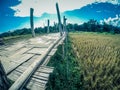 Su Tong Pae Bridge,the bamboo bridge of faith across the rice fields in Mae Hong Son province,Northern Thailand.