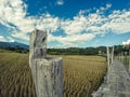 Su Tong Pae Bridge,the bamboo bridge of faith across the rice fields in Mae Hong Son province,Northern Thailand.