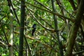 Bamboo bush and black bird sitting at the tree branch of the bamboo in the forest Royalty Free Stock Photo