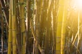 Bamboo bush in the park in autumn season Royalty Free Stock Photo