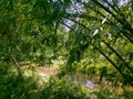 Bamboo bushes of Bangladesh. People also called Pseudosasa japonica, Fargesia, Phyllostachys aureosulcata, Bisset`s Bamboo, Bambus