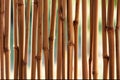 Bamboo (cane) background Royalty Free Stock Photo
