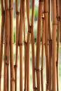 Bamboo (cane) background