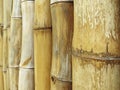 Bamboo cane fence background. Wall texture made of bamboo tubes. Perspective view of bamboo poles in the French West Indies Royalty Free Stock Photo