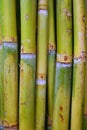 Bamboo cane food sugar green trunks Royalty Free Stock Photo