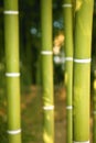 Bamboo cane green plantation