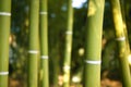 Bamboo cane green plantation