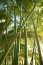 Bamboo cane green plantation Royalty Free Stock Photo