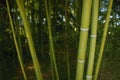 Bamboo cane green plantation Royalty Free Stock Photo